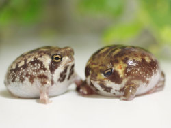 rollinginthepeep:  ohjamesus:  draayder:  sa8oteur:  sylvanburningcenter:  THEYRE LIKE CHICKEN NUGGETS BUT FROGS????????????????????????  i’m pretty sure they’re just pregnant but ye  NO THEY AREN’T EVEN PREGNANT THEY’RE DESERT RAIN FROGS AND