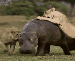 parralex0889:  willyciraptor:  thesassylorax:  cygnettoswan:  4gifs:  Hippo doesn’t have time for this  Hippo got shit to do.  Hippo got swimming to do.  Hippo got shit to do and places to be  ain’t nobody fuck with hippo 