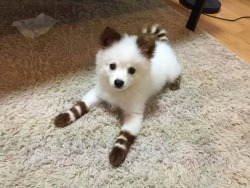 gabyferret:  holy crap, WHAT IS THIS BEAUTY  I&rsquo;m dying of the cuteness!  Those Socks!  That racoon tail!  His puffy adorable head tilted at that adorable angle!  It&rsquo;s killing me, I swear!