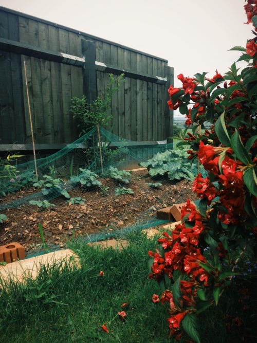 veggie garden | Tumblr