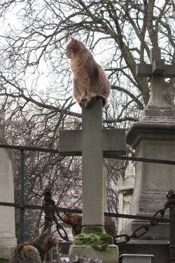 Cat on a cross, in Paris.