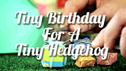 tastefullyoffensive:  Video: Tiny Birthday Party for a Tiny Hedgehog 