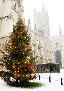 fabulousplaces:  Canterbury Cathedral, Snowing, Christmas Tree Lights and Nativity by Jim_Higham on Flickr. 