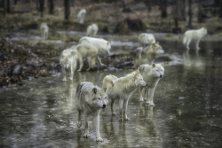 They walk on water (a Grey Wolf pack crosses a frozen stream)