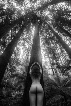 dick-n-jane-n-love:  Doe by Philip Werner Californian Redwood forest (Sequoia trees) planted in 1938 in the Otways, off the Great Ocean Road, Victoria, Australia. January 2014