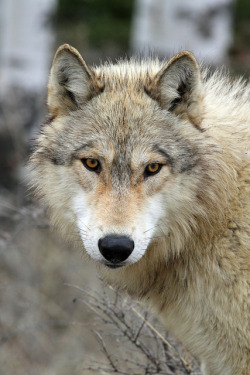 ancientdelirium:  Gray Wolf by Peter Eades on Flickr.