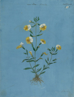 inland-delta:California flowering plant from Jules Rupalley album . ca 1850-1857