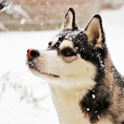 doctaaaaaaaaaaaaaaaaaaaaaaa:  HUSKY PLAYING IN THE SNOW (⊙‿⊙✿) 