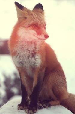 dirtylittlechemist:  cl0thes0ff:  i love foxes  Ohhh can someone buy me one?!