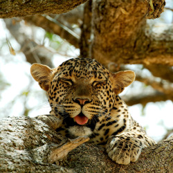 funnywildlife:  magicalnaturetour:  Mocking Leopard by Bruno Spyckerelle     Mocking Leopard by Bruno Spyckerelle  
