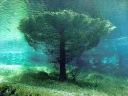 tru2uu:  The Submerged Tree Somewhere, sitting between two mountain sides in Austria, a tree lays submerged in a green lake. Surrounding this tree, you can find a bike trail, benches, and even a bridge, also submerged - or well, for half the year anyway.