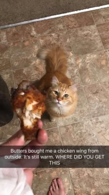 wizardshark:  d0esntmakesense: fortooate:  world-of-cats: Source   Do you realise how much butters loves you!!??!   did you take a bite out of it or did the cat or did whoever she stole it from……