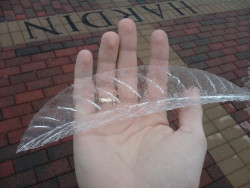 stunningpicture:  Pulled a layer of ice off a leaf