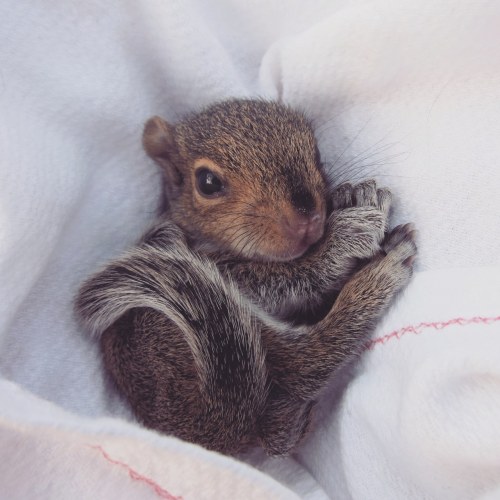babyanimalgifs:  This is Cardboard The Squirrel.He has opened his eyes and is discovering so many wonderful things about life. First on the list? A warm towel fresh out of the dryer.Second on the list? A little cap and gown.(via)