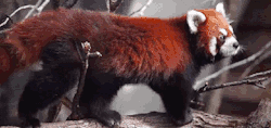 nereyebaksamtoz:  red pandas! awesomeee 