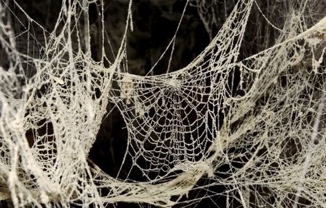 Spider web clip art