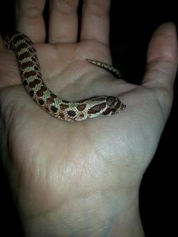 smiling-dragons:  frecklemachine:  Hey, guys. If you keep reptiles or know anything about them, I need your help. I recently moved onto a military base where I’m not allowed to keep reptiles, meaning my three snakes - who are like children to me - had