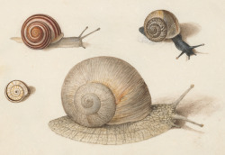 clawmarks: Joris Hoefnagel - Animalia Qvadrvpedia et Reptilia (Terra): Plate LXI - c. 1575-1580 - via NGA