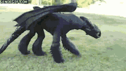 winneganfake:  adventurotica:  Toothless cosplay  ….. !!!!!!!!!!!!!!!!!!!!!!!!!!!!!!!!!!!!!!!!!!!!! How in hell does this have so few notes? 