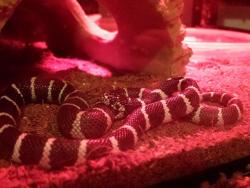 That time my snake tried to eat herself. What an idiot. haha Well, what really happened was I&rsquo;d fed her the day before and some mouse goo squeezed out onto her body while she was eating it and when she woke up from her food coma the next day, she