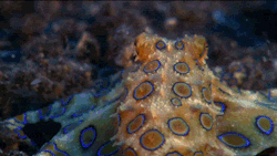 jamesgotsoul:  ilovecephalopods:  fencehopping:  Blue ringed octopus  oooooh my god &lt;3   shits will merk you tho i can guarantee you that