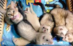catsbeaversandducks:  Komari The Cat And Her Five Ferret Brothers “What do you mean they’re ferrets?!” Photos by @garo004giru - Via Love Meow   &lt;3