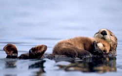 Calm seas (a Sea Otter cradles her pup)