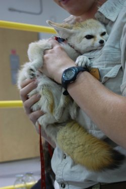 cute-overload:  [OC] Fennec Fox is adorably pissed.http://cute-overload.tumblr.com