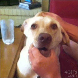 4gifs:  Stretchy face dog. [video] 