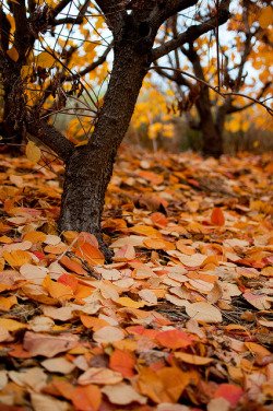 the-se4sons:  Follow my more autumn on your dash♥ 