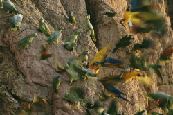 unrar:  Blue and yellow macaws and other birds gather on a riverside cliff, Maria Stenzel.