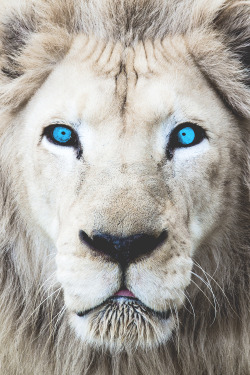 motivationsforlife:  Eyes Wide Open (White Lion) by Mark Dumont // Edited by MFL