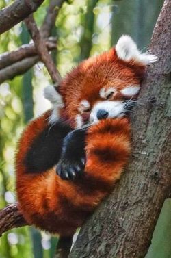 gays-cats-and-funnies:can-you-even-not:gays-cats-and-funnies ramck001 pleasantnightmare007 zoologydragon stushi-roll this is so fucking cute!  Love red pandas