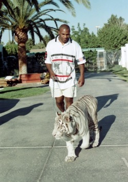 fuckyeahironmike:  Tyson exotic white bengal tiger