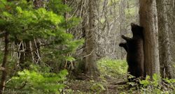 forests-and-faeries:  thedruidsteaparty:  This now my favourite gif  ❀ 