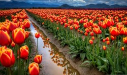 picwidehdwallpapers:  Tulips Flower Field View  Free Download Tulips Flower Field View Wallpaper in high Quality Nature &amp; Flowers Wide HD Wallpapers, Desktop Backgrounds, High Definition Widescreen Photos and Images.