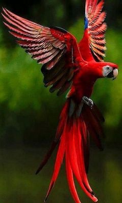 lolcuteanimals:  Beautiful Scarlet Macaw coming in for a landing. 
