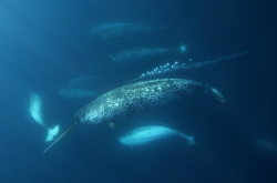 nubbsgalore:  photos by paul nicklen for national geogrphic, who explains: &ldquo;i have been traveling to northern baffin island for more than twelve years to try and get one underwater picture of a male narwhal. narwhals are very shy. they have a