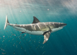 the-shark-blog:  Guadalupe Great White Sharks by helenbrierley 