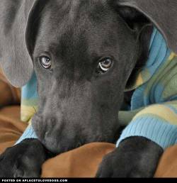 aplacetolovedogs:  Gorgeous Blue Great Dane Villa, 4 1/2 months old. Dem eyes!! Dem ears!!! Dat sweater! For more cute dogs and puppies