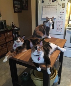 slu-cifer: In case you ever wandered what 3 calicos being assholes ever looked like, here are 3 calicos, being assholes.