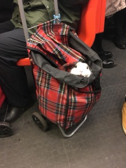 dawwwwfactory:  My friend saw this guy on the metro. Wanna get a free Lush bath bomb? Click here and reply with which one you chose!
