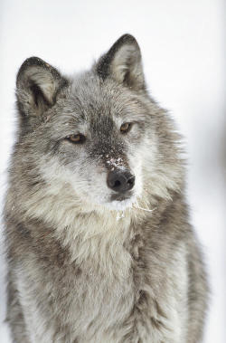 jack-the-lion:  beautiful-wildlife:  Timber Wolf Portrait by Tim Fitzharris  “Are you serious right now?”