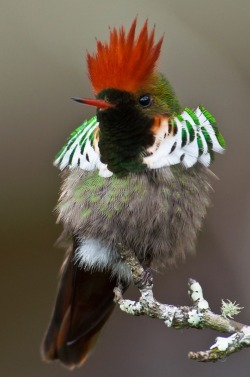 Dressed to thrill (Tufted Coquette hummingbird)