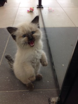 sarah-scales:  We have one kitten left at work and he does not like to be ignored! He demands you pay attention to his cute!  this is a good kitten