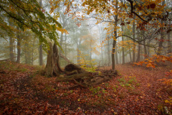 vincentcroce: Autumn photography in the fog infested Harz mountains (Germany)