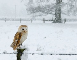 pagewoman:  Barn Owl snow scene by Mike Ashton on Flickr 