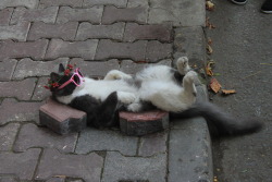 chingizhobbes:my friends found this sleeping cat in istanbul and dressed her up.