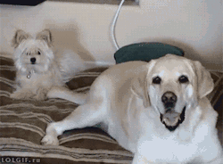tastefullyoffensive:  Video: Big Dog Unintentionally Tail-Slaps Little Dog in the Face