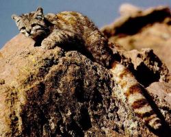magicalnaturetour:  Andean Mountain Cat ~ Andean cats are found in arid and semi-arid regions of the Andes mountains. They prefer rocky habitat with scattered small shrubs above the treeline at 3000 to 4000 meters. They are also found in high mountain